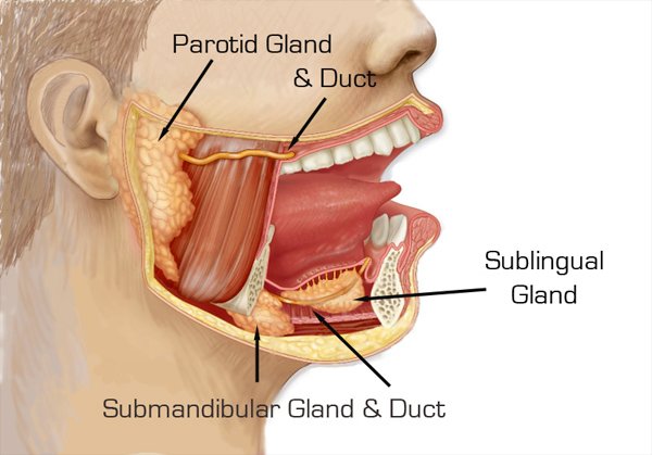 parotid-gland-ketulan-di-leher